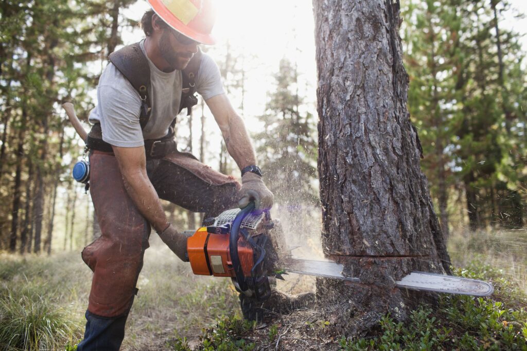 Tree Cutting and Trimming Welding Electrical Handyman Services in Conroe Texas and Montgomery County